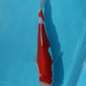 Doitsu Kohaku from Hiroi