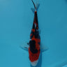 Doitsu Sanke from Hiroi