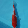 Koromo from Hiroi