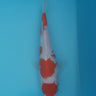 Kohaku from Hiroi