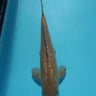Gin Rin Chagoi from Marudo