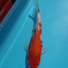 Kohaku Taniguchi Koi Farm