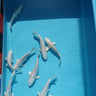 Platinum Ogon from Okawa