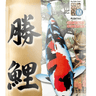 JPD SHORI MEDIUM KOI FOOD - JS KOI