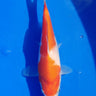 Kohaku 18CM Sakamaki