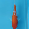 Kohaku 18cm Taniguchi Koi Farm