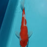 Kohaku tosai from hiroi