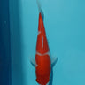 Kohaku 19cm