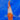 Kohaku 22cm Koi for Sale from Saito - JS KOI