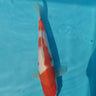 kohaku koi 26cm