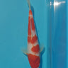 Kohaku koi 26cm
