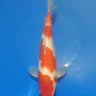 Kohaku 27cm
