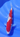 Kohaku - REF 324 - JS KOI