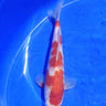 Kohaku 28cm