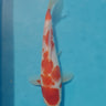 Kohaku tosai koi 28cm