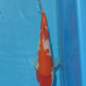 Kohaku koi 29cm
