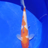 Kohaku from Marusaka