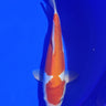 Doitsu Kohaku from Marusaka