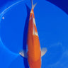 Kohaku from Marusei