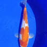Kohaku from Marusei