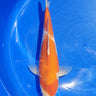 Kohaku from Marusei
