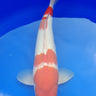 Showa 41cm Koi for Sale - Premium Japanese Koi