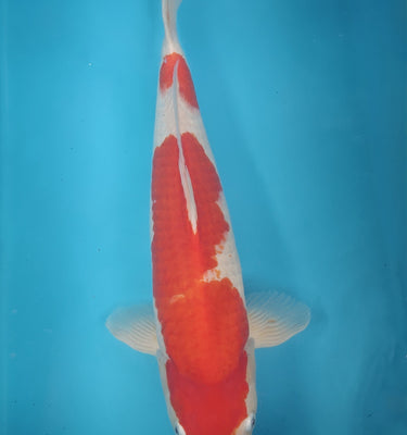 Kohaku NND 52CM