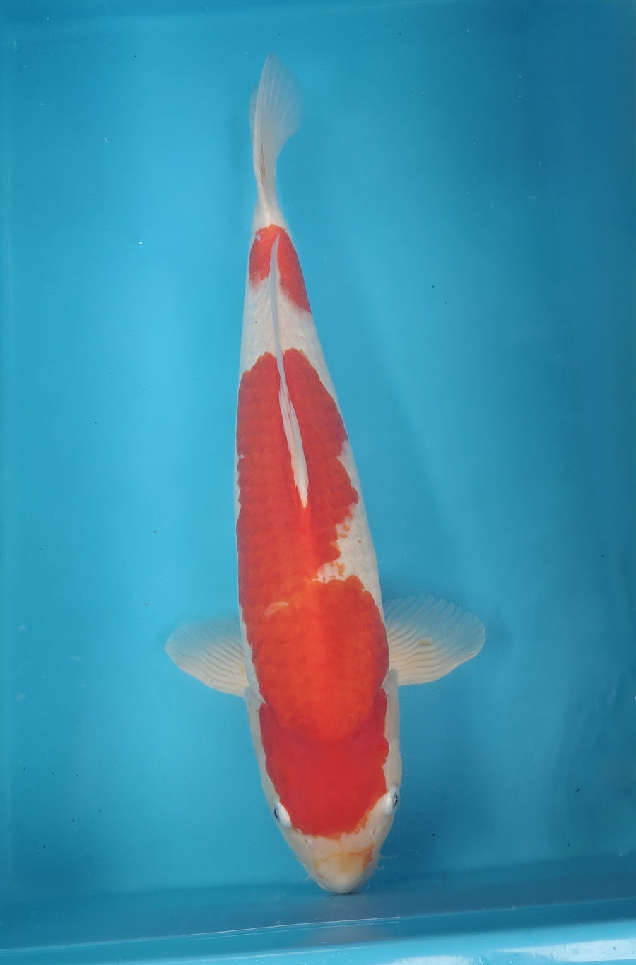 Kohaku NND 52CM