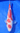 Kohaku - Maruyama - REF 41 - JS KOI