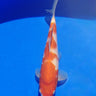 Kohaku 28cm