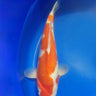 Kohaku from Marusei
