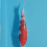Kohaku from Sakamaki