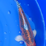 beni kikokuryu