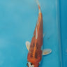 Kujaku koi