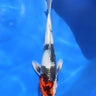 Kujaku from Marusaka