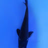 Magoi from Otsuka