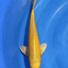 Ogon Koi for sale