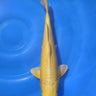 Ogon 34cm