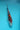 Sanke 21cm from Izumiya