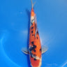 Sanke 29cm
