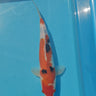 sanke 30cm koi