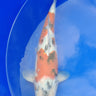 Sanke 40cm Koi for Sale - Premium Japanese Koi