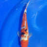 Sanke 28cm