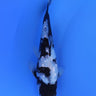 Shiro Utsuri