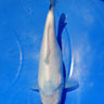 Shiro Utsuri NND 22CM