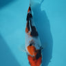 Sakamaki Showa 22cm