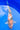 Showa - 41CM - REF 0162