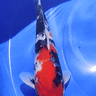 Showa - Isa - REF 318 - JS KOI