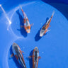 Shusui Koi