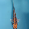 Beni Kikokuyru koi